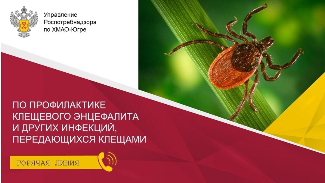    В столице Югры зафиксировали первый случай присасывания клеща