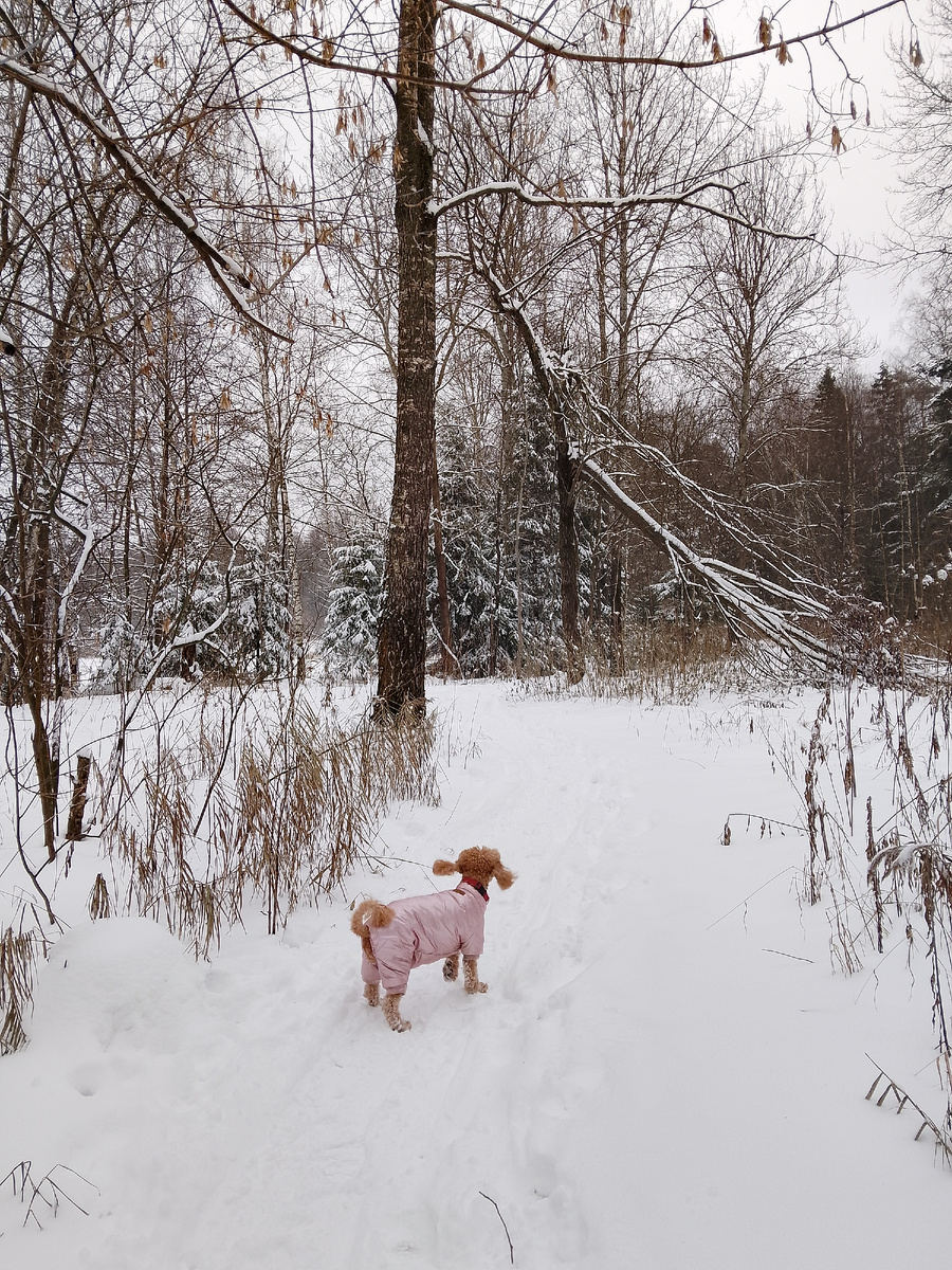 Одна из прогулка с пуделем в подмосковном лесу, фото автора