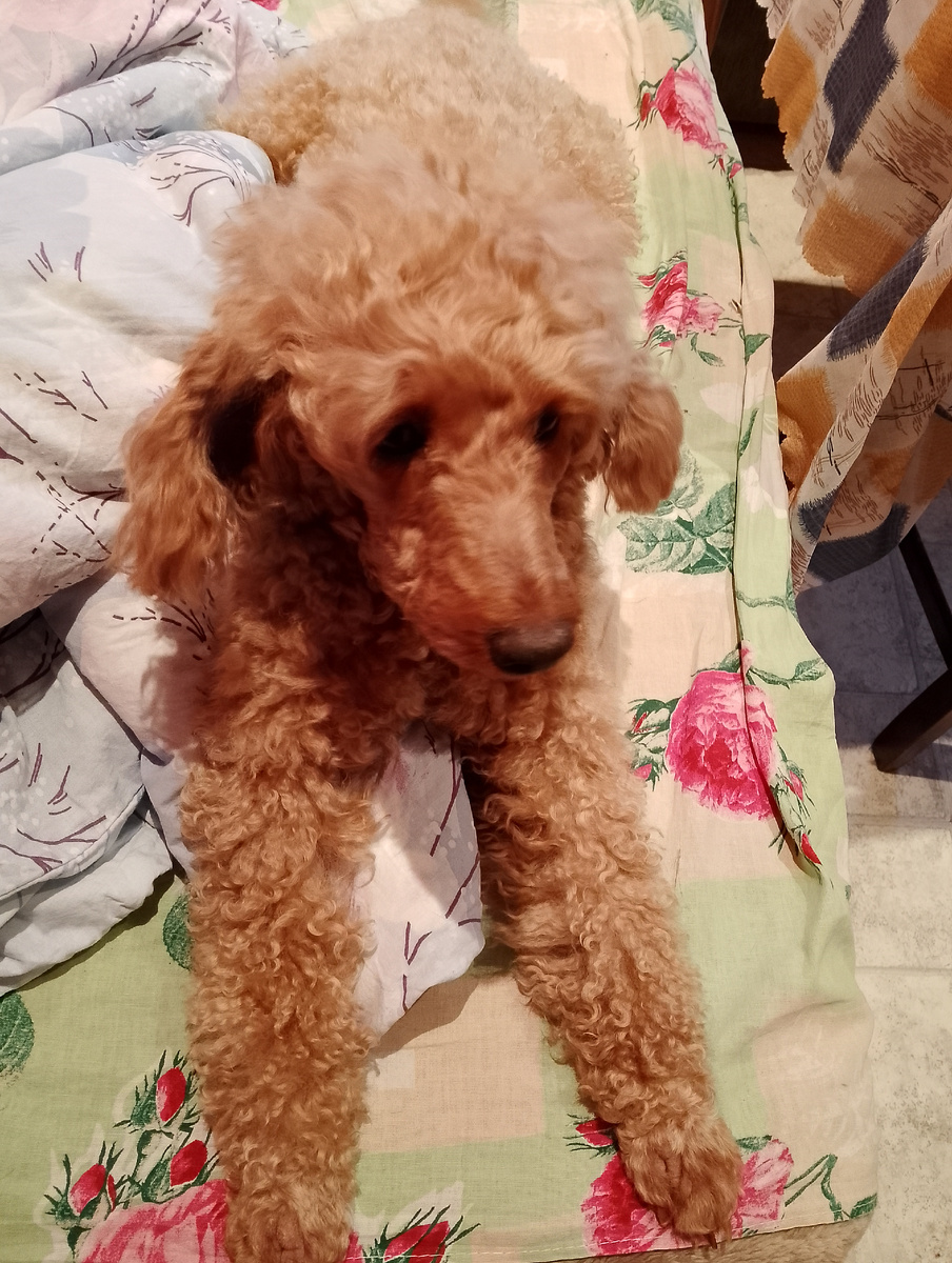 Та самая собака, фото автора