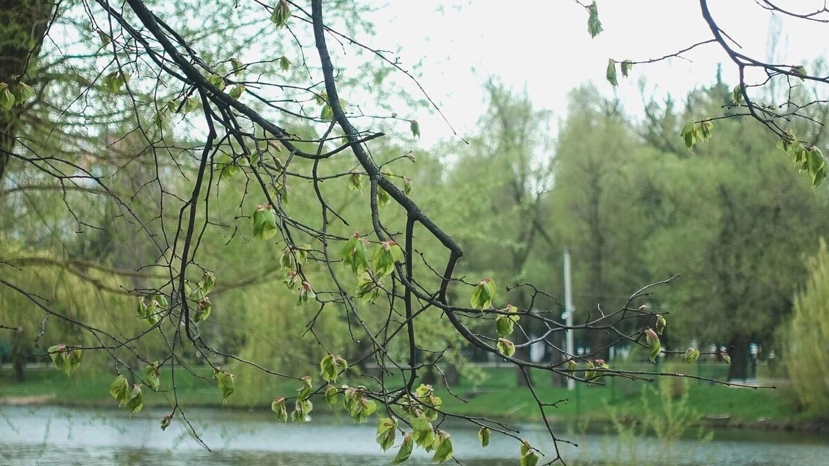     Источник: 1MI