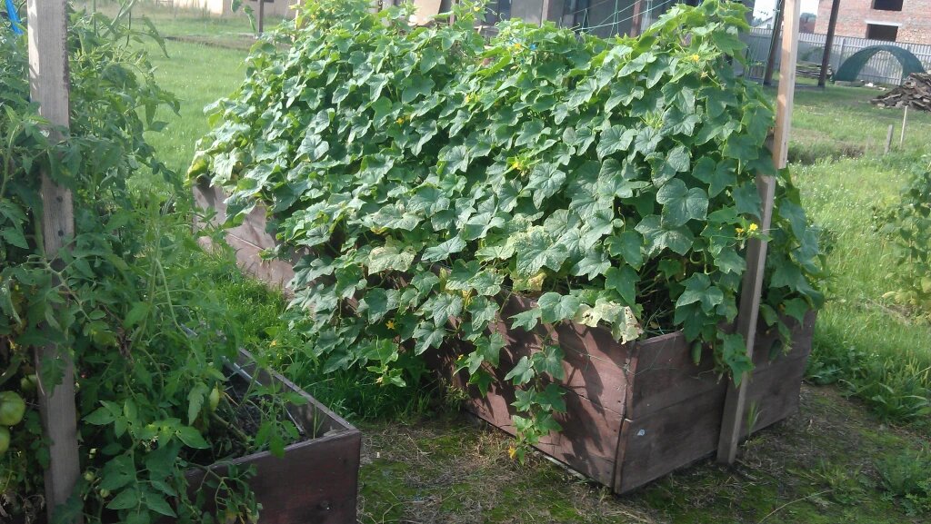 На специально подготовленной грядке огурцы растут великолепно