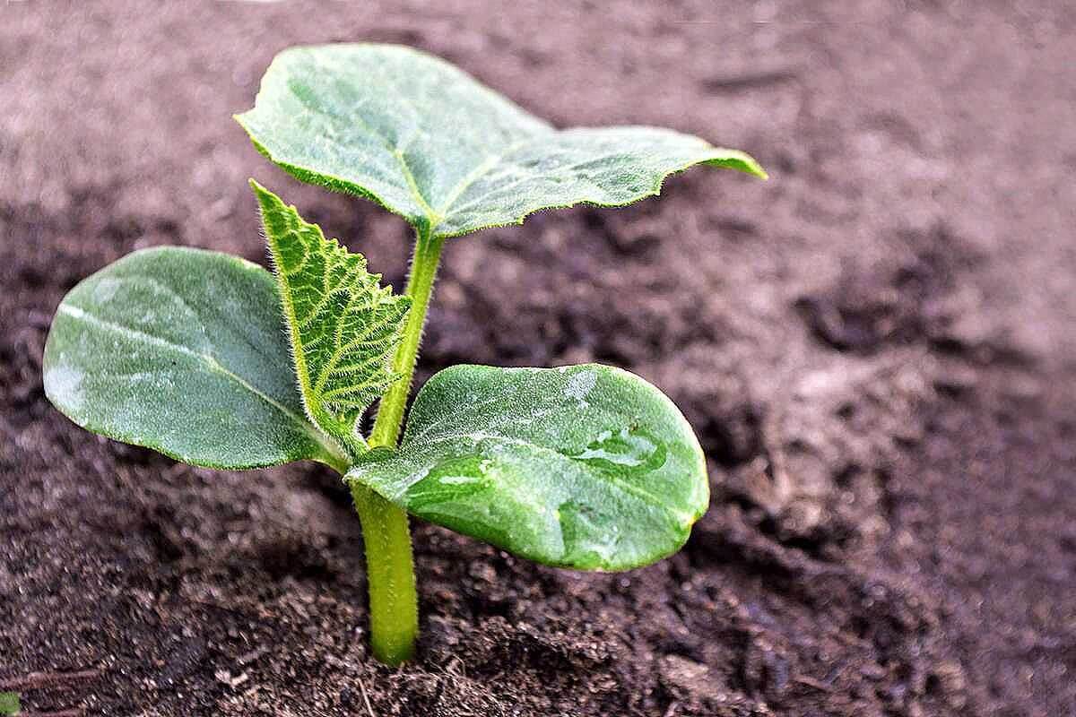 Юные растения в грунте тёплой грядки чувствуют себя прекрасно