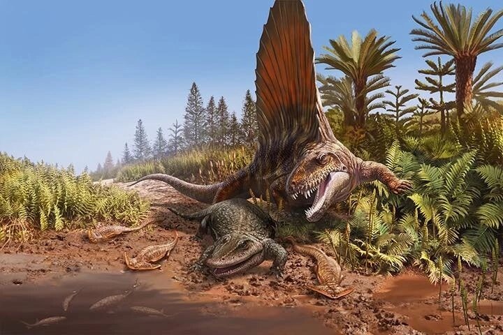 Раннепермские красоты: диметродон нападает на эриопса пытающегося сбежать в воду вместе с лепоспондилами диплокаулями.