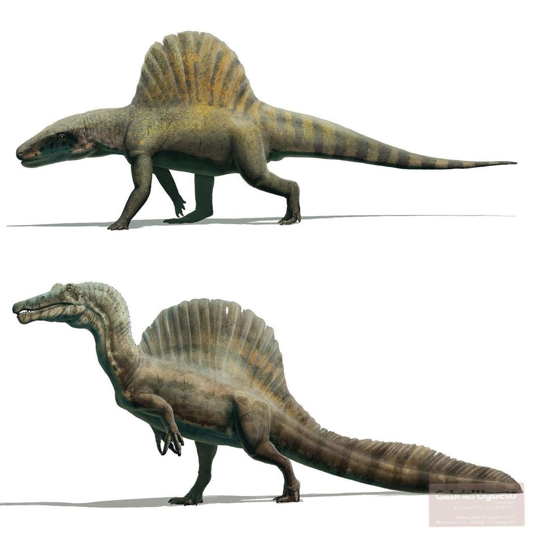 Аризоназавр (сверху) и Спинозавр (снизу)