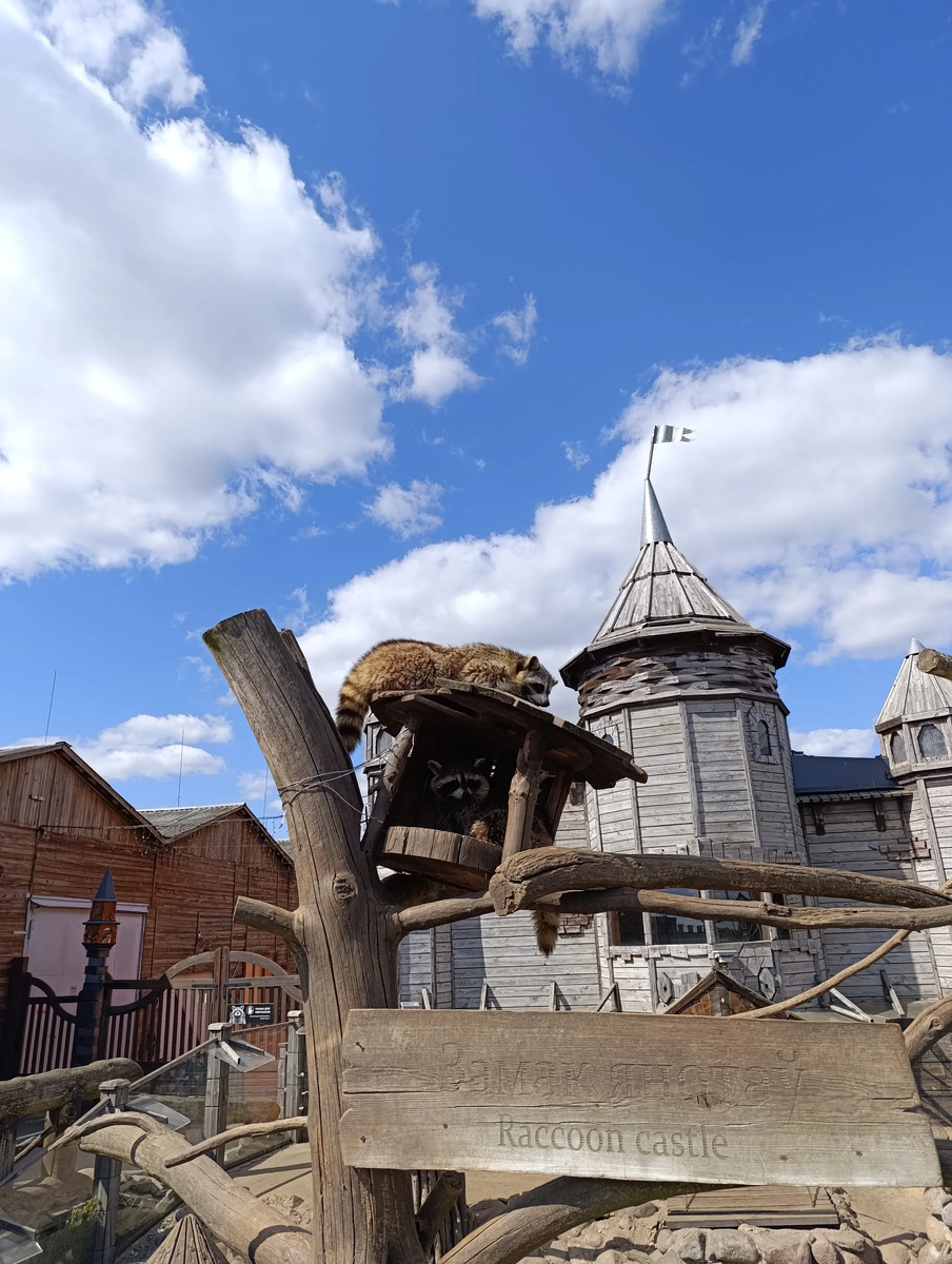 Еноты залезли
