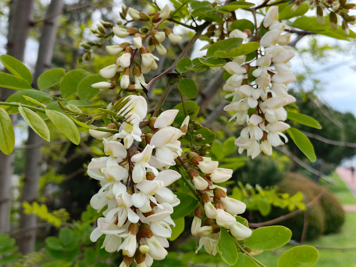ФТ Сириус, Имеретинская набережная, Акация Белая, 04.05.25 г.