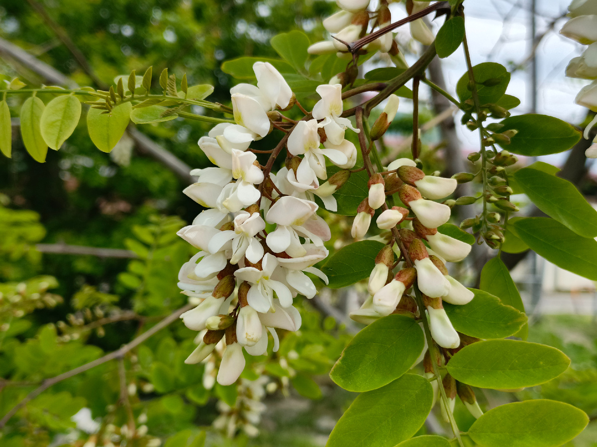 ФТ Сириус, Имеретинская набережная, Акация Белая, 04.05.25 г.