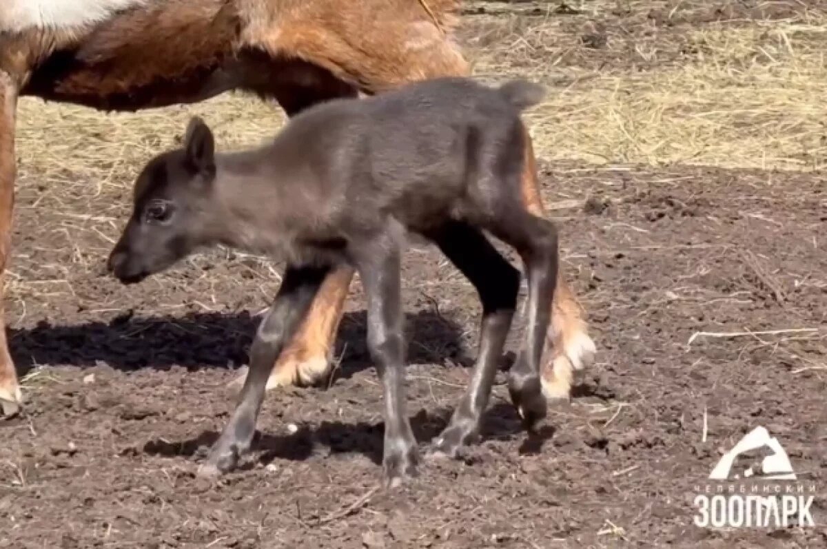   В челябинском зоопарке северных оленей поздравили с пополнением