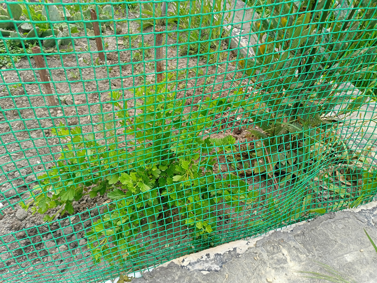 Рваный забор