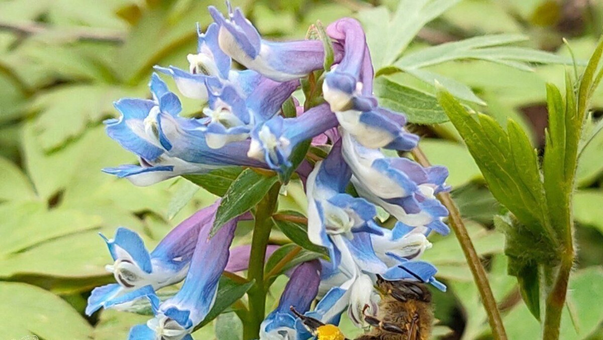     Источник: Пресс-служба Комсомольского заповедника