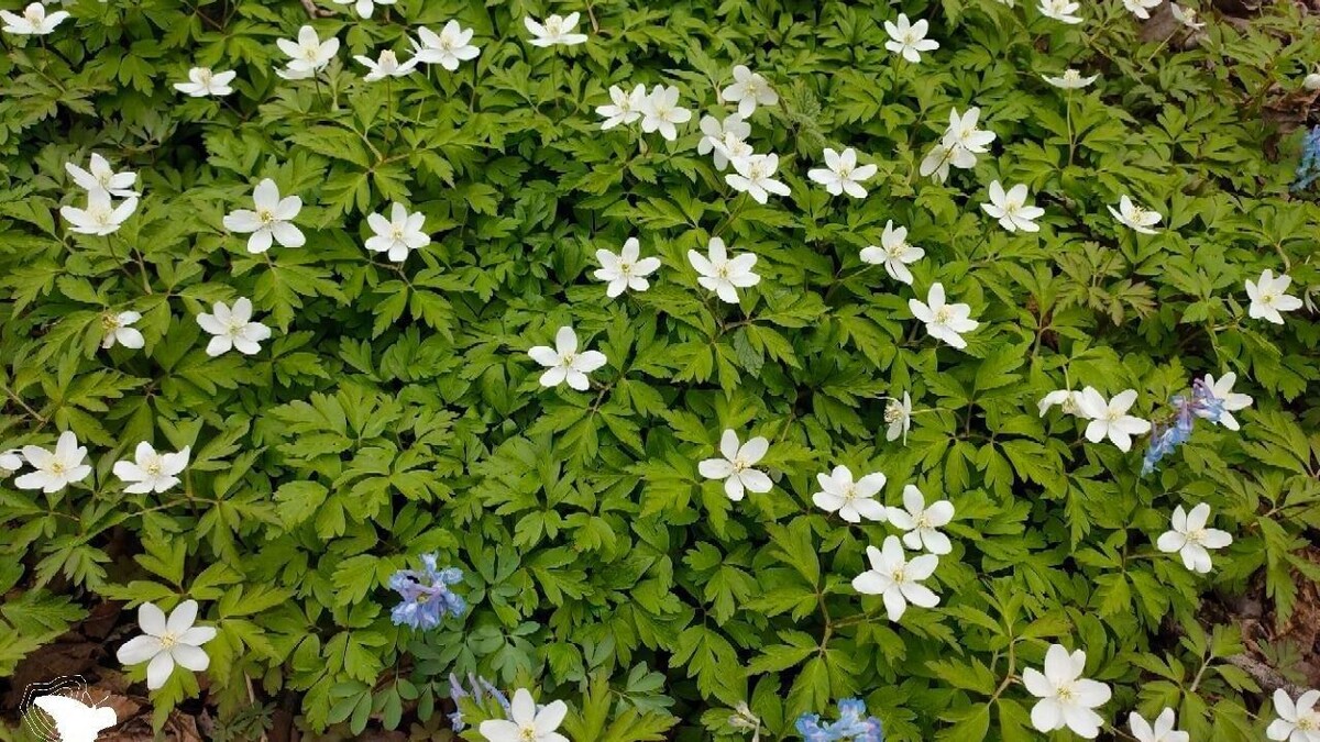     Источник: ветрововчник амурский