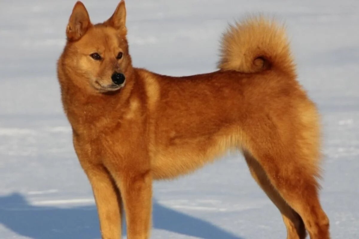    В Ноябрьске состоялась тематическая выставка охотничьих лаек