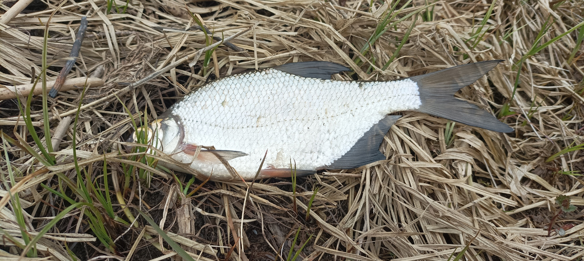 Клевали вот такие экземпляры