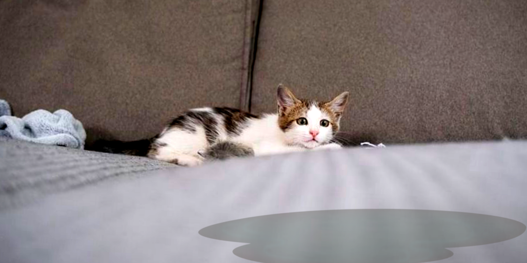 Не ходит в лоток и метит вещи: почему домашние кошки гадят, где попало. 5 простых способов, чтобы вернуть в дом чистоту