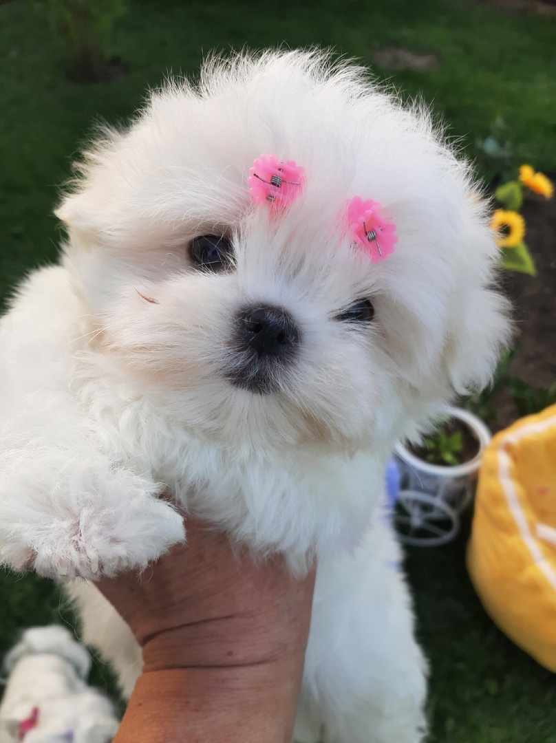 Наши щенки подросли💖