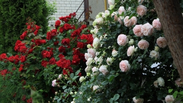 Результат применения природного коктейля через 21 день.