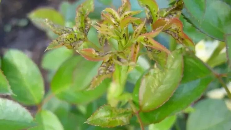 Основные признаки весеннего истощения роз - пожелтевшие листья и слабые побеги