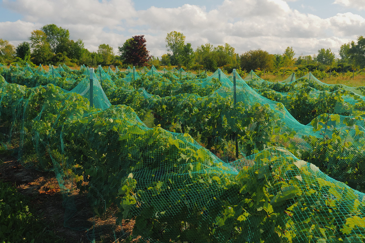 StockMediaSeller / Shutterstock / FOTODOM📷Конечно, не стоит забывать о сезонных работах в течение года. В случае с укрывным виноградарством это укрывание на зиму и раскрывание винограда весной