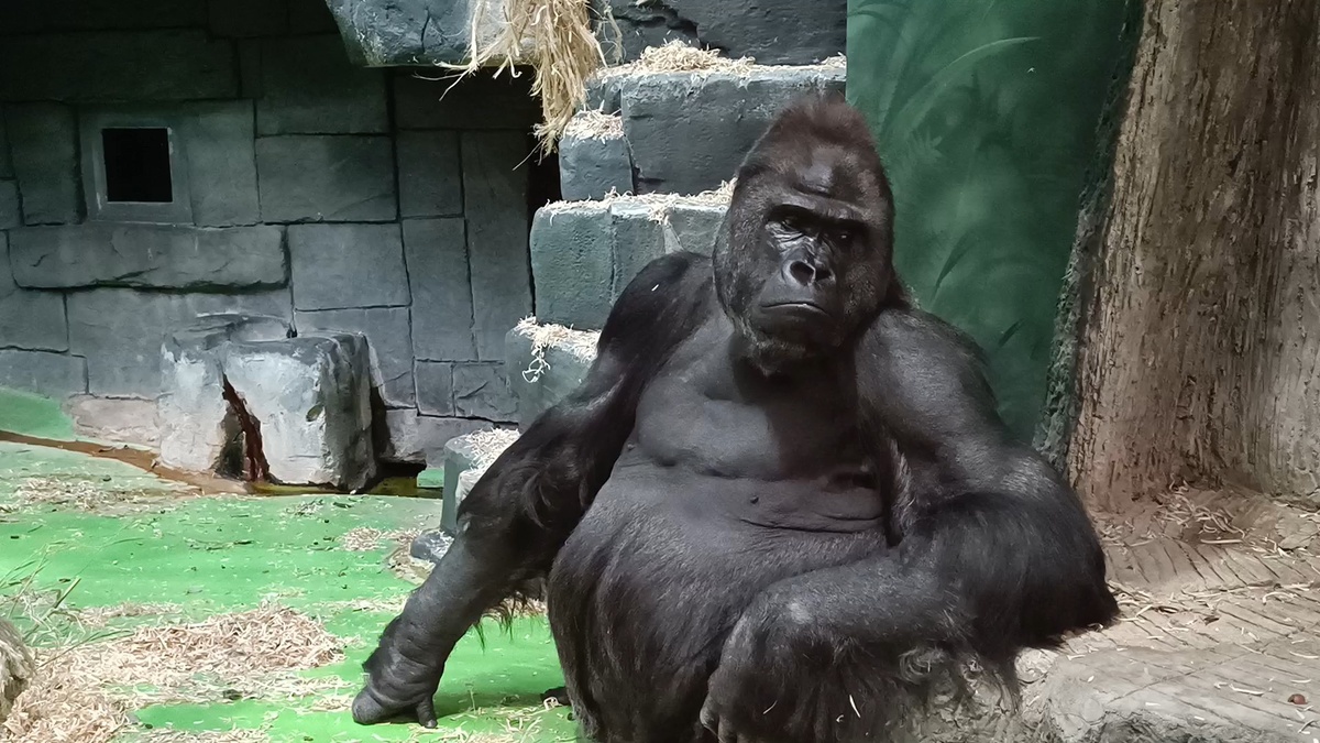 Глава семейства самец Визури размыляет о жизни.