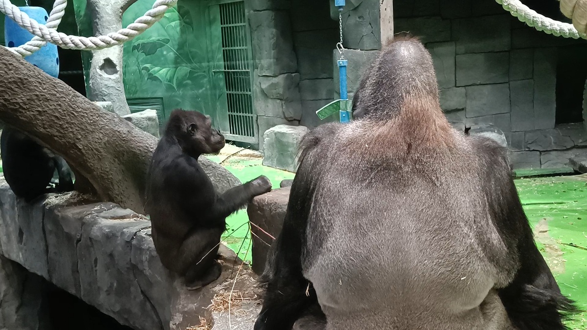 Самец Визури и самка Кира сидят за семейным столом.