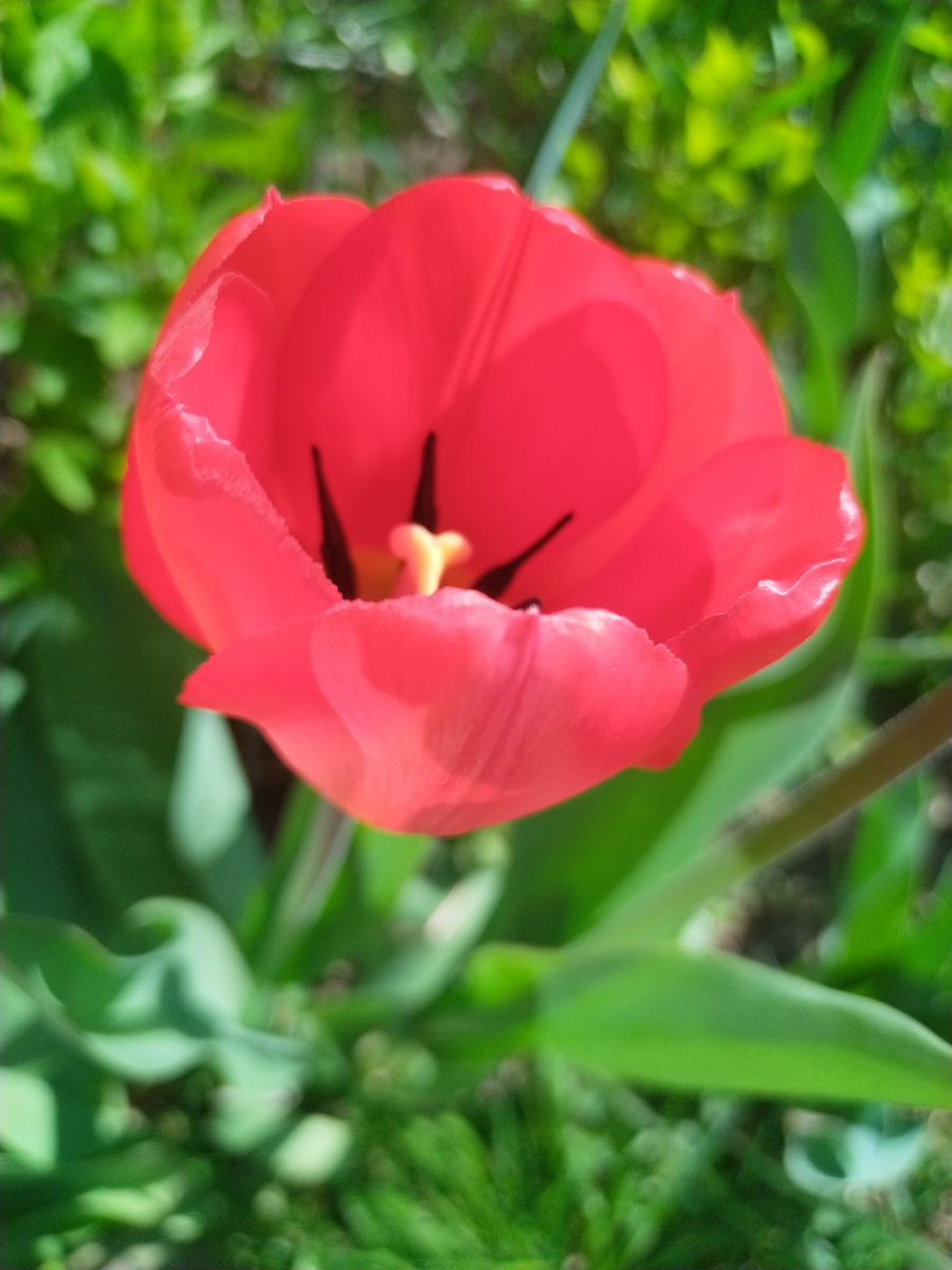 Аленький цветочек