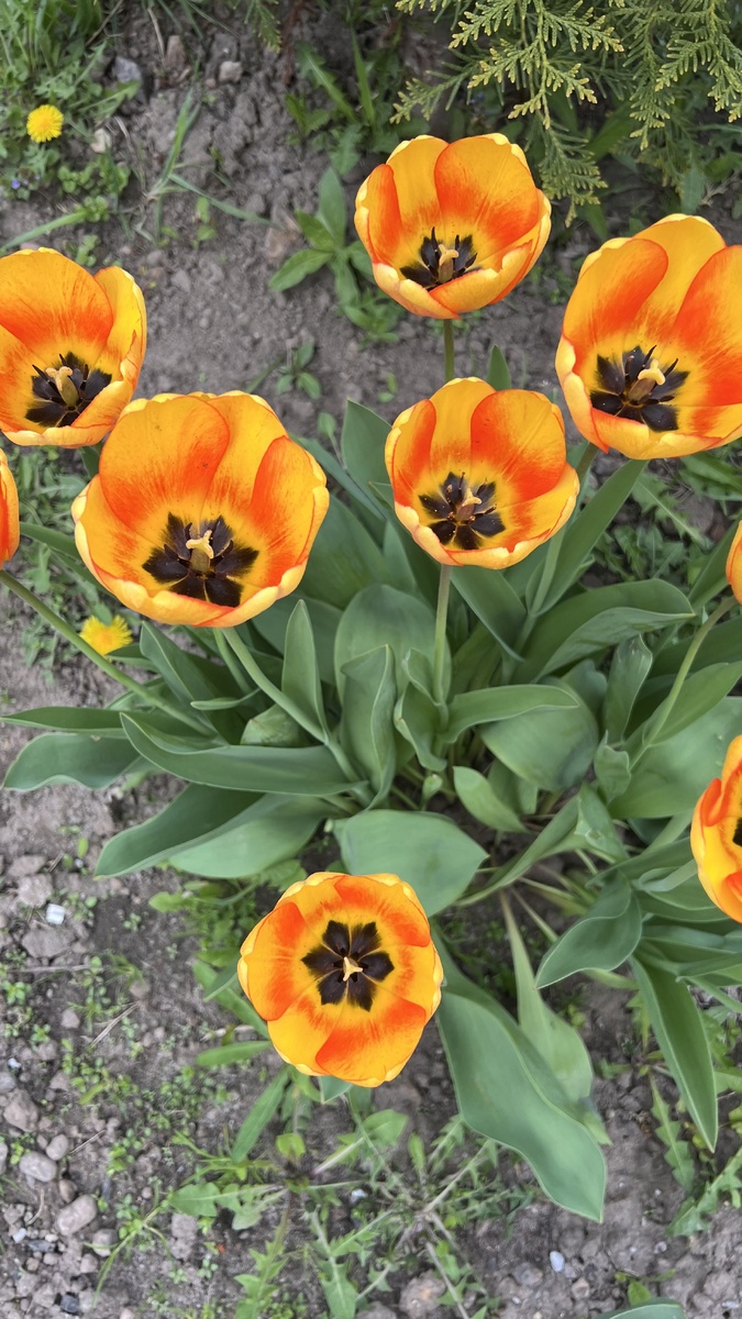 Жёлтые уже практически отцветают.