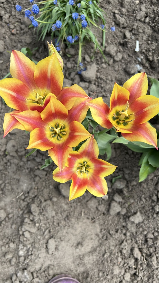 Вот такие еще с Мускариками красиво смотрятся.