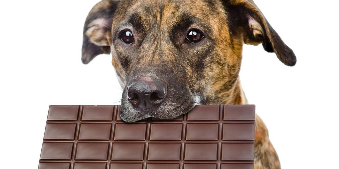 Что делать, если собака съела шоколад?
