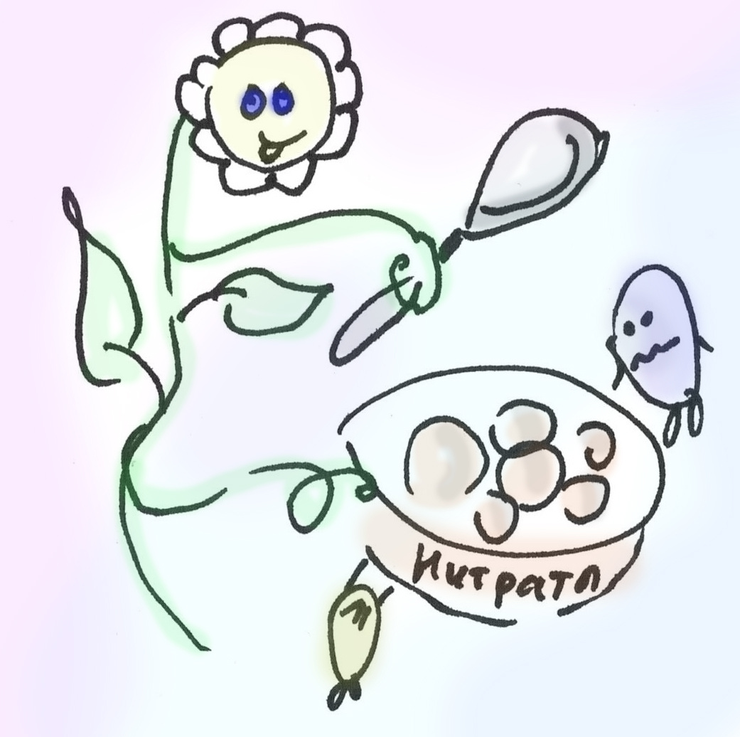 Растения потребляют азот в виде нитратов