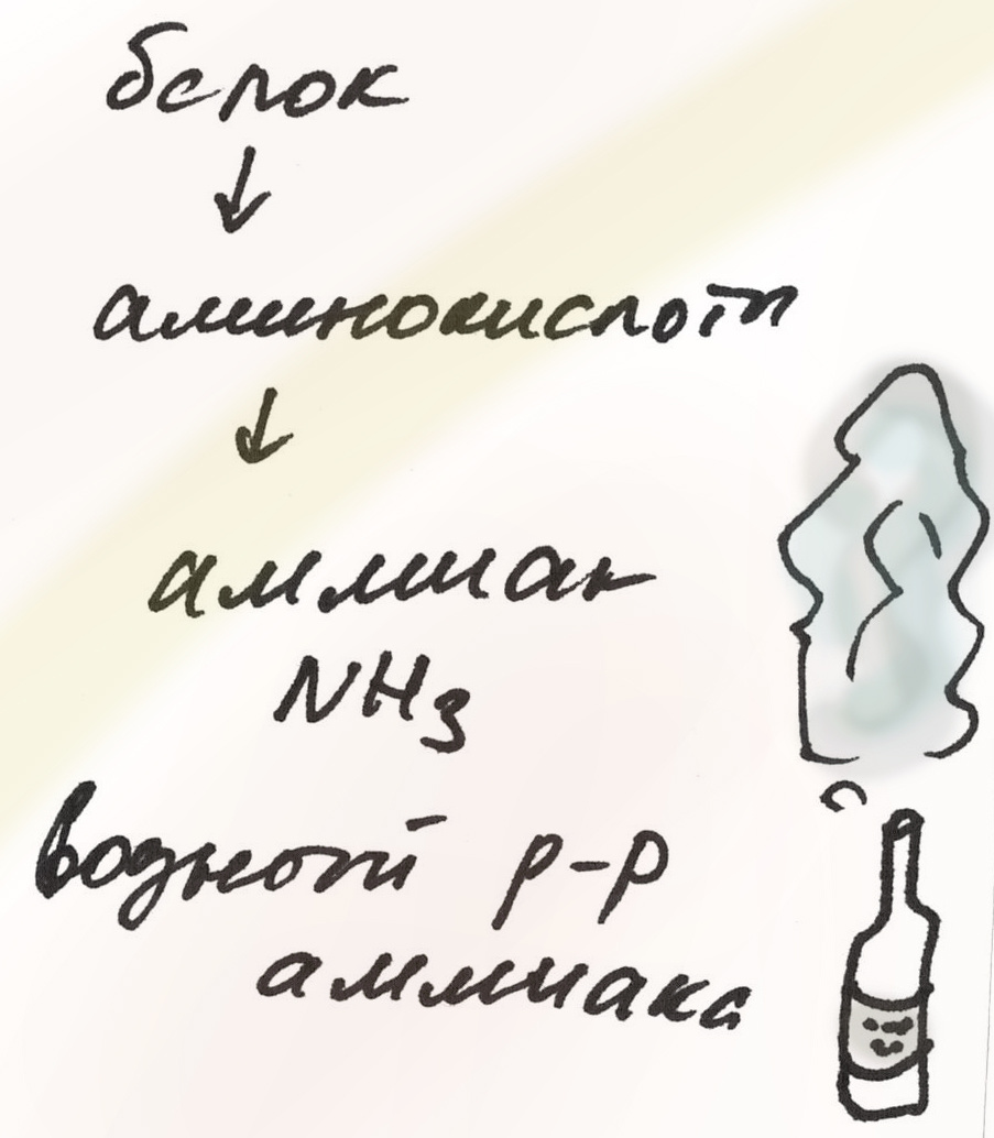 Конечный продукт разложения белков - аммиак