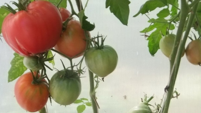 Результат грамотной обрезки - куст томата с равномерной нагрузкой плодами