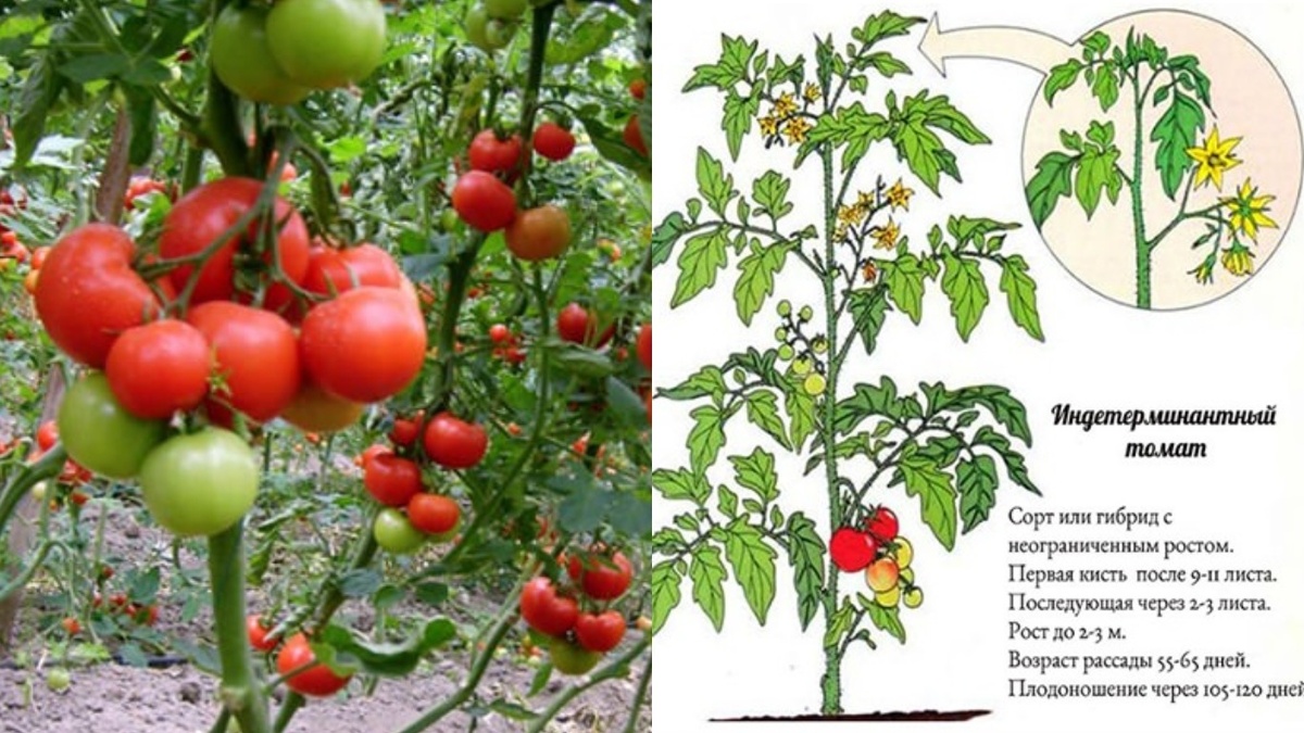 Правильное формирование куста - основа хорошего урожая