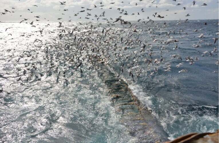 Фото  с официальных сайтов okeanrybflot.ru и russiancrab.ru