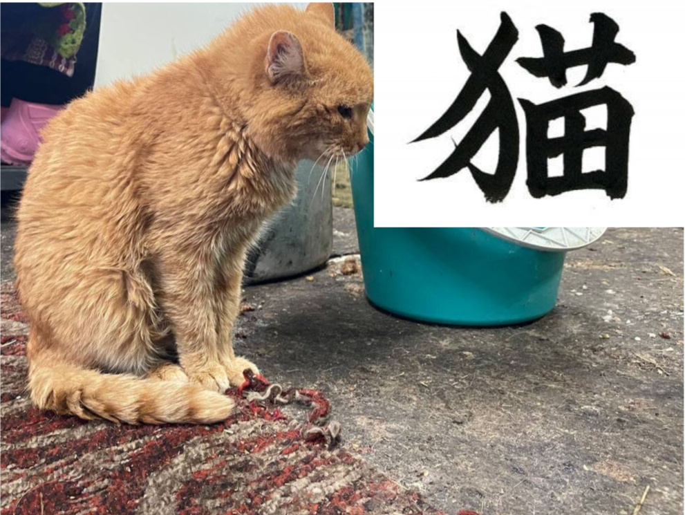 Этот китайский иероглиф обозначает кошку, и Мурзик его прилежно изучает