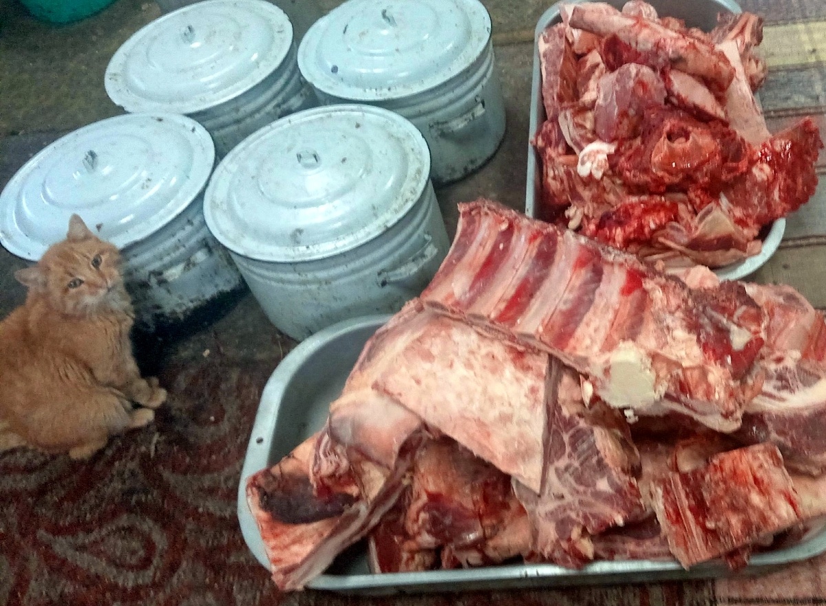 Бывший беспризорник является страстным поклонником сырого мяса и сырой говяжьей печени, которые ему категорически противопоказаны. Но он  вонзается в них зубами и его просто вырезают ножом от куска мяса или печени, потому что оторвать невозможно))) Караулит.