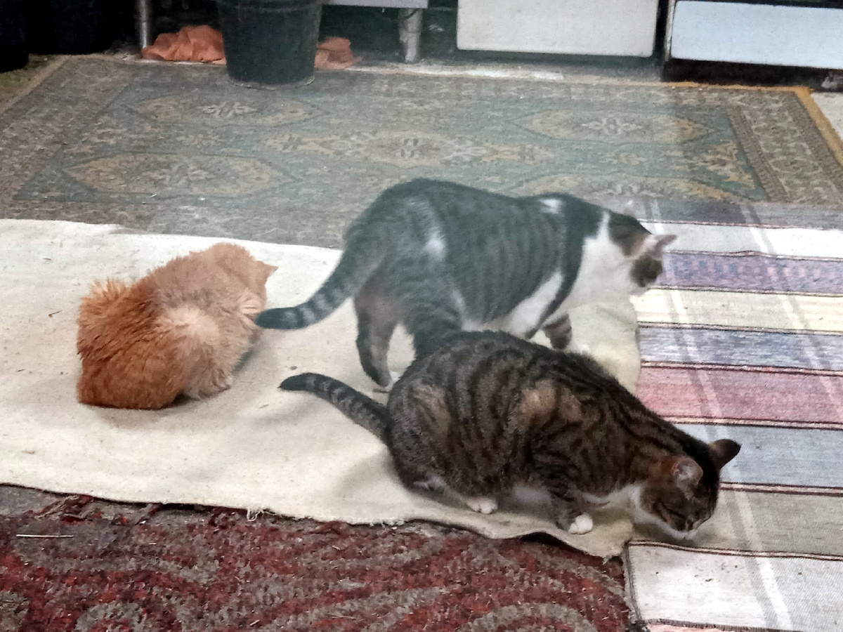 В приюте у нас живут постоянно Ириска и Василий. Конечно, они главные тут, а Мурзику приходится подстраиваться под их правила жизни. Но это неполезно для его здоровья.  