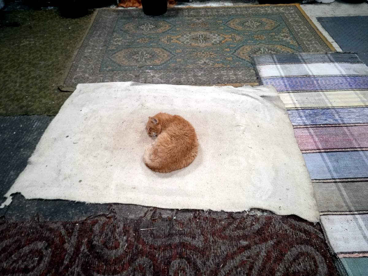 Тяжело выживать в приюте, если ты не Ириска и не Вася, а Мурзик, которому нужен особый уход.