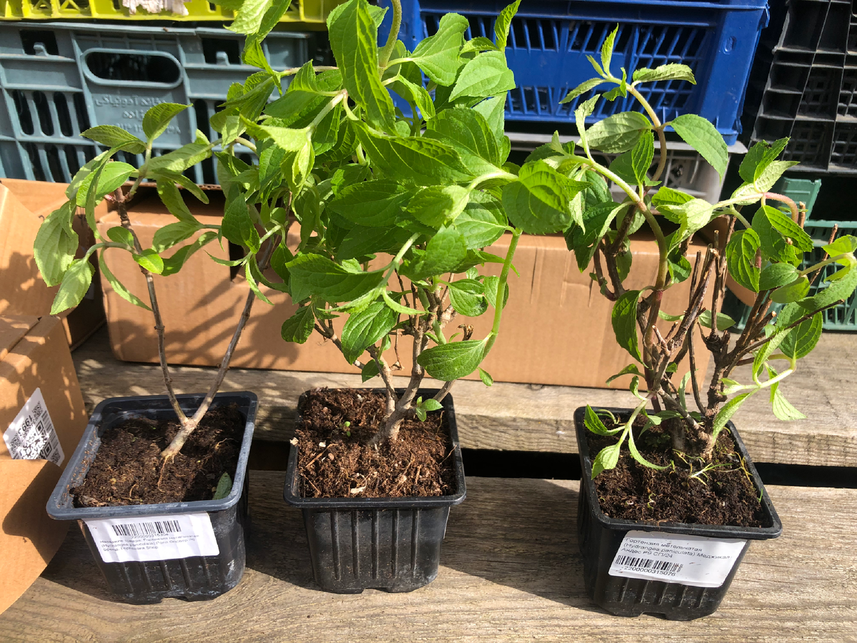 Гортензии слева направо: Роял Флауэр, XS Лайт, Мэджикал Андес