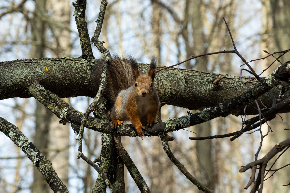 Белка. Фото: Всеволод Захаров
