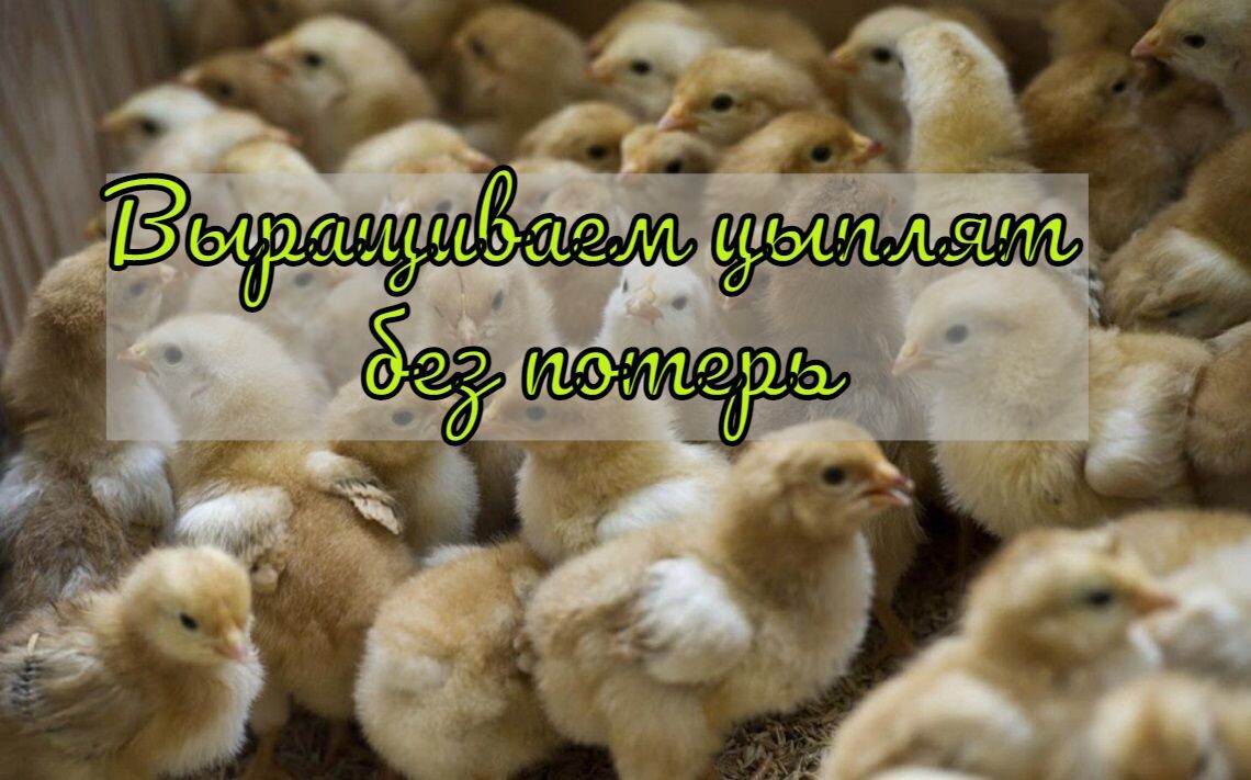  У кого-то уже пищат пушистые комочки