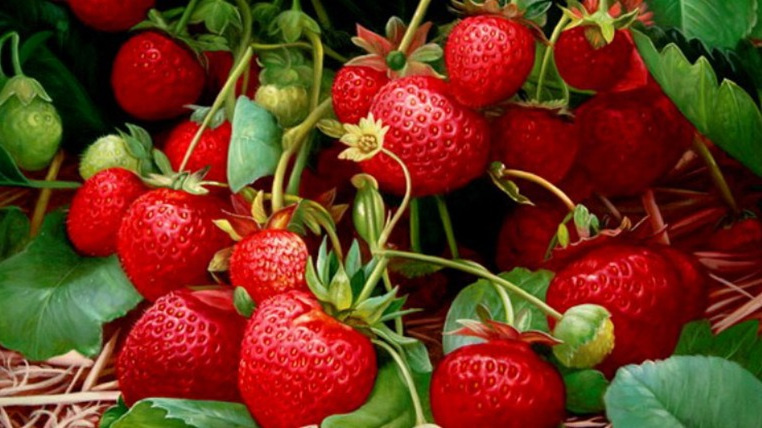 Результат правильной подкормки клубники