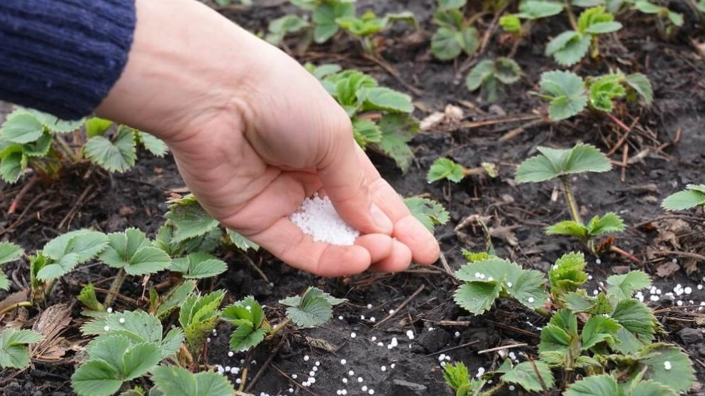 Внесение подкормки для клубники