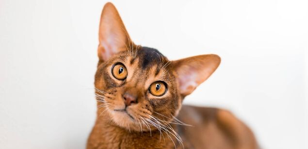 Абиссинская кошка