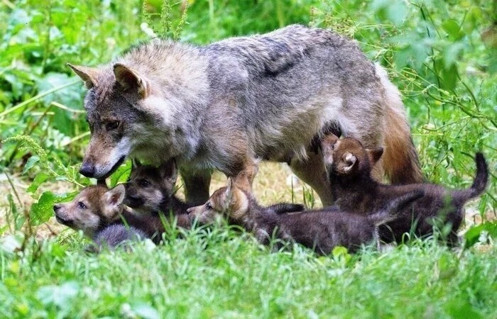 Фото из Яндекса