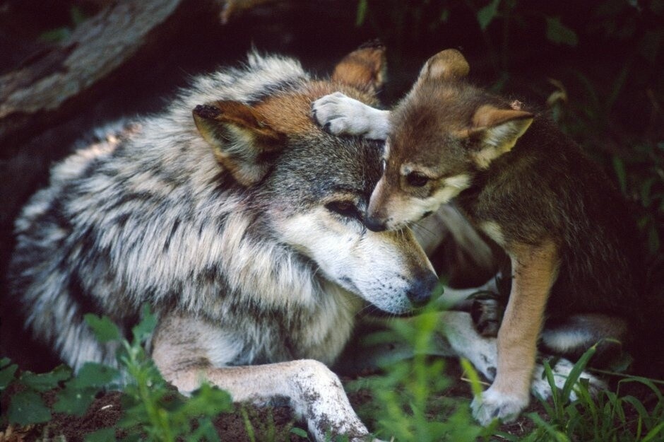 Фото из Яндекса