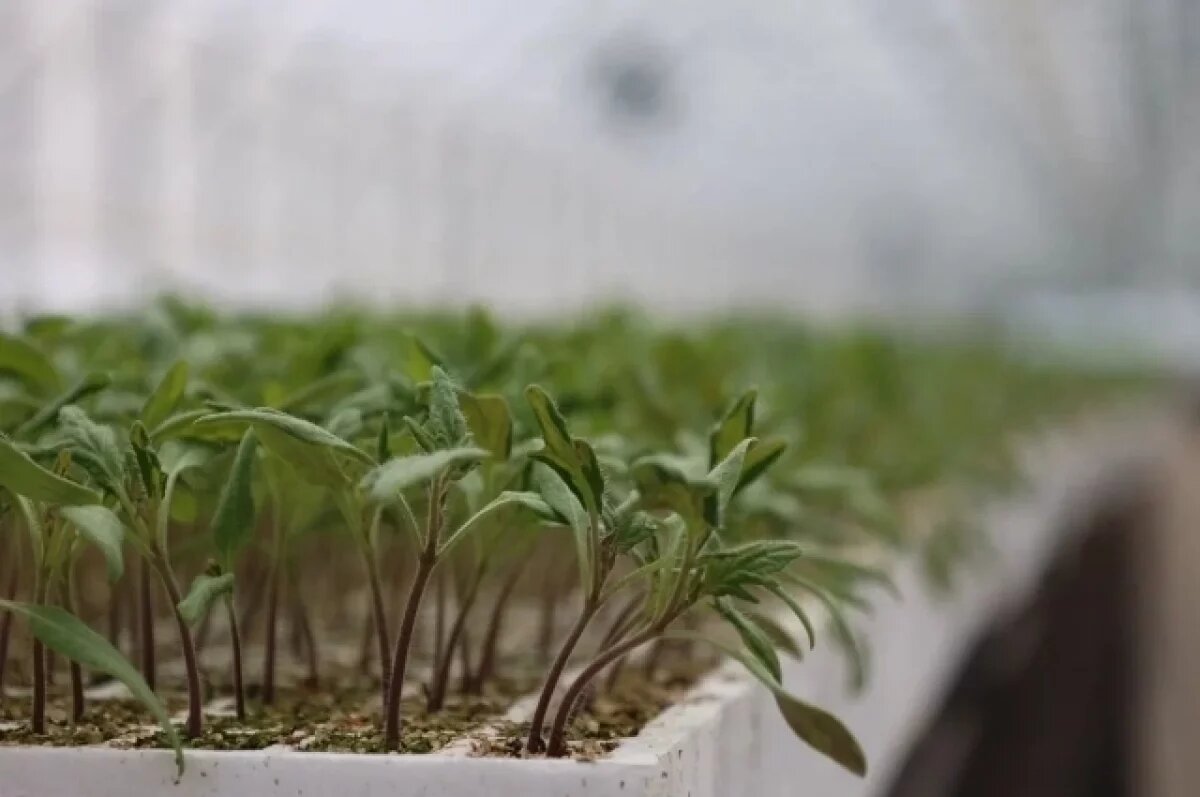    Под Астраханью растёт второй завод томатной пасты