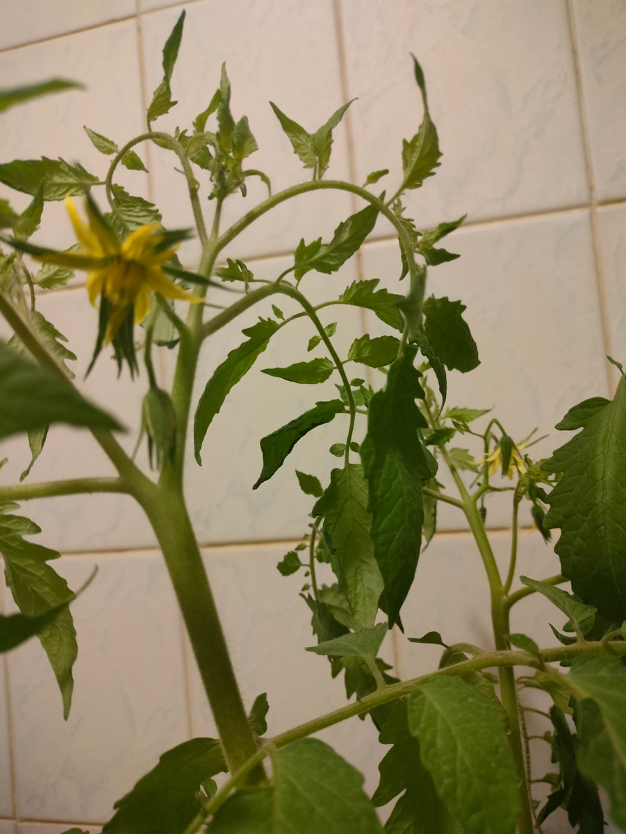 Фото автора. Помидор уже цветёт