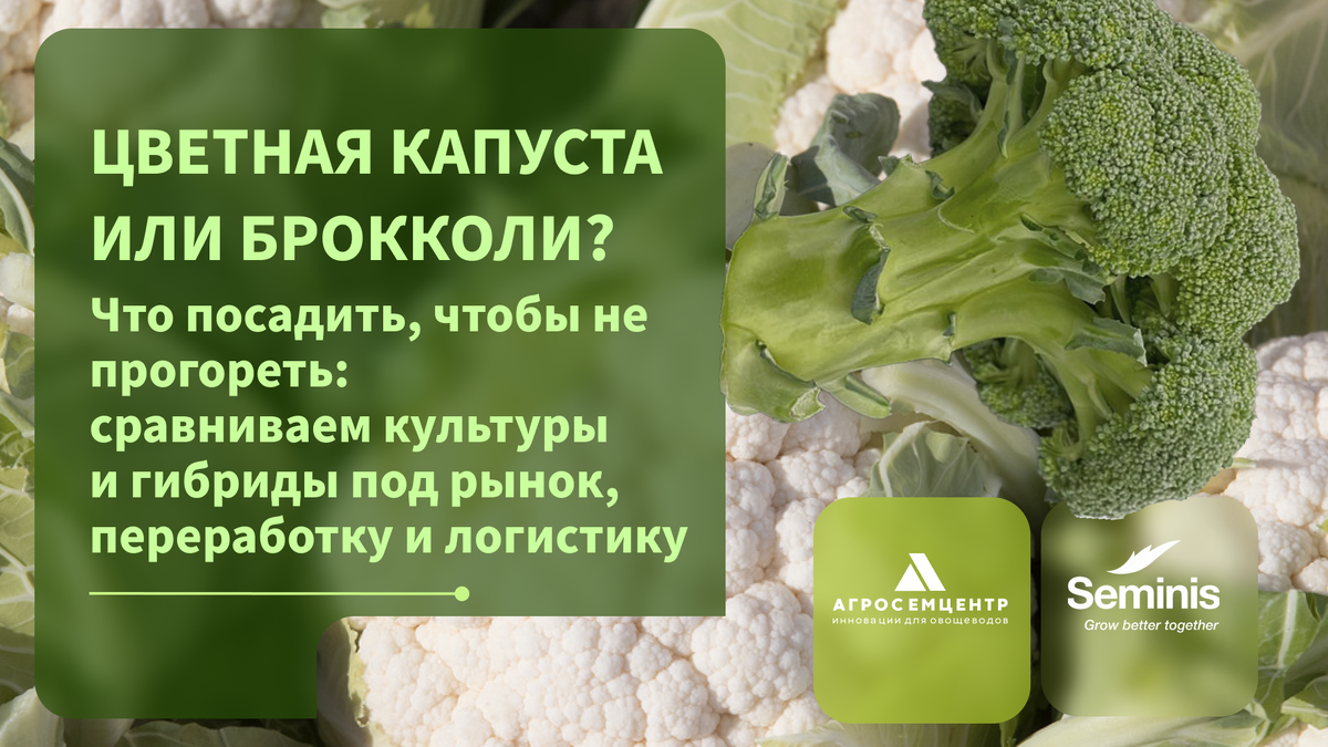 Цветная капуста или брокколи?   
Что посадить, чтобы не прогореть: сравниваем культуры и гибриды под рынок, переработку и логистику