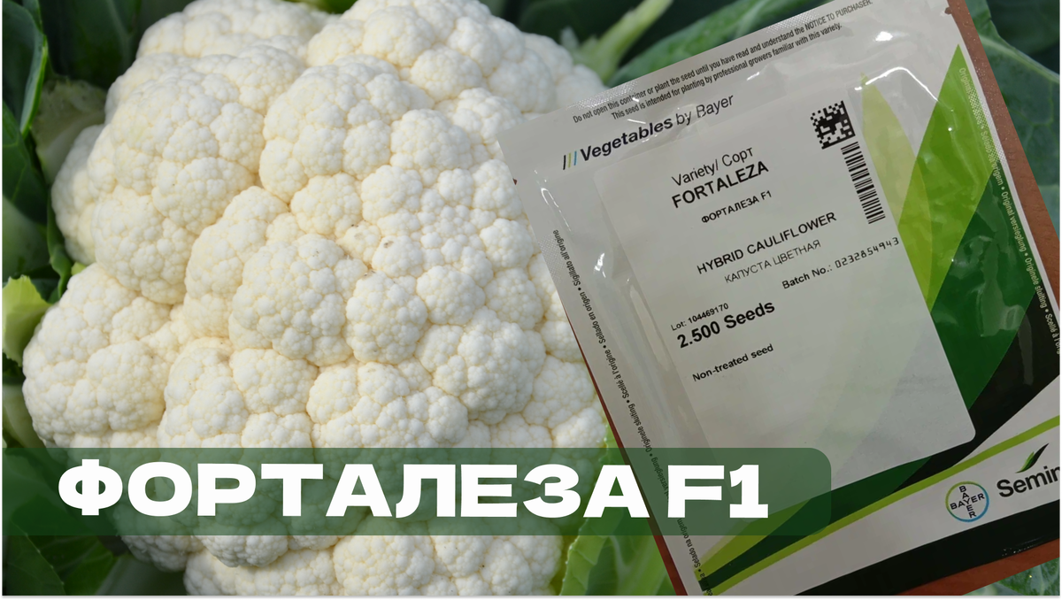 Форталеза F1 cемена Seminis компания «Агросемцентр»
