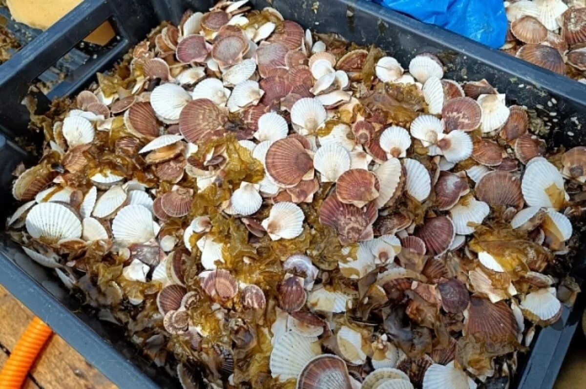    Расследование дела о контрабанде из Приморья шести тонн гребешка завершено